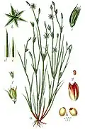 Juncus bufonius