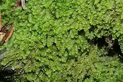 Jungermannia hyalina.