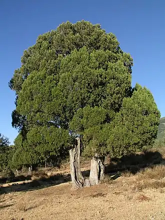 Juniperus thurifera.