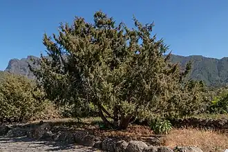 Juniperos cedrus no Jardim Botânico Viera y Clavijo (Gran Canaria)
