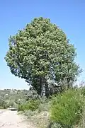 Juniperus oxycedrus, em Miranda do Douro, Portugal.