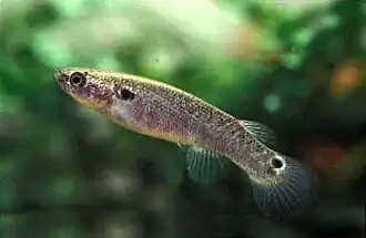 Fêmea de Kryptolebias marmoratus