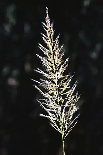 Uma espiga da cana selvagem Saccharum spontaneum, mostra a ântese, ou liberação de pólen pelas anteras da planta.