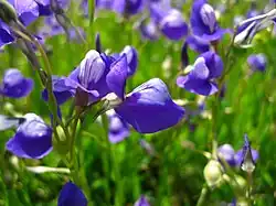 Utricularia reticulata