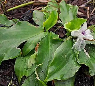 Kaempferia galanga em Kalimantan Ocidental, na Indonésia