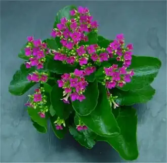 Kalanchoe blossfeldiana