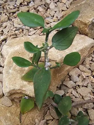 K. arborescens