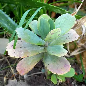Kalanchoe marmorata