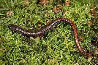 Plethodon cinereus