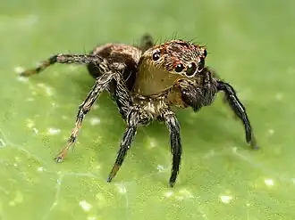 Machos adultos da espécie Naphrys pulex&nbsp;[en], membro do clado Salticoida