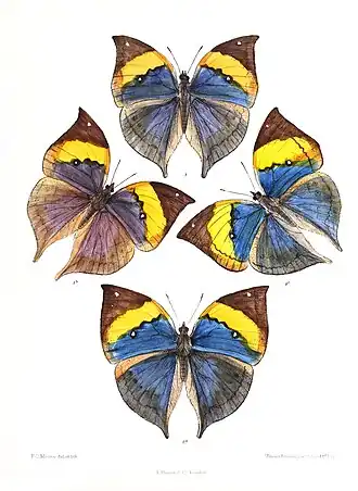 Ilustração com a vista superior da espécie K. limborgii, de Myanmar, Tailândia e península da Malásia.[1]