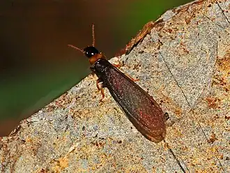 Kalotermes flavicollis (adulto alado).