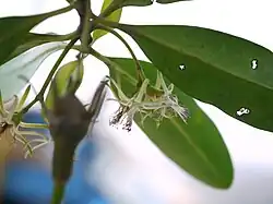 Flores de Kandelia candel.