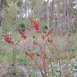 Anigozanthos manglesii em uma área de mata arbustiva em Darling Scarp, Austrália.