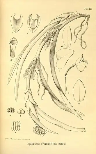Epiblastus ornithidioides