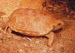 Chersobius boulengeri, África do Sul.