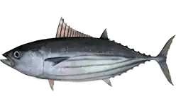 Katsuwonus pelamis.