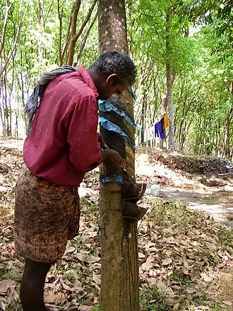 Plantação de caucho em Kerala, na Índia