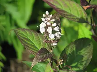 Keiskea japonica