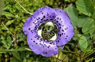 Kelissa brasiliensis