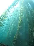 Kelp forest and sardines