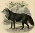 Gravura de um lobo negro por John Gerrard Keulemans