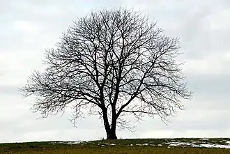 Nogueira-europeia (Juglans regia) durante o Inverno.
