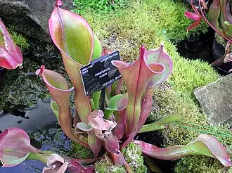 Heliamphora nutans