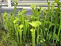 Sarracenia flava