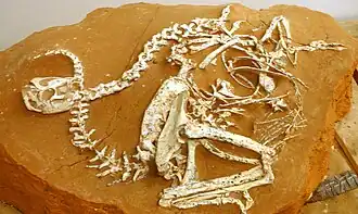 Holótipo IGM 100/1127