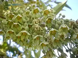 Inflorescência de Kiggelaria africana.