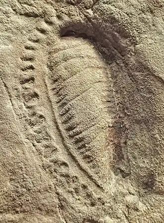 Fóssil de K. quadrata