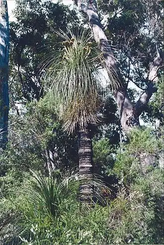 Kingia australis em Fernhook Falls, Austrália Ocidental