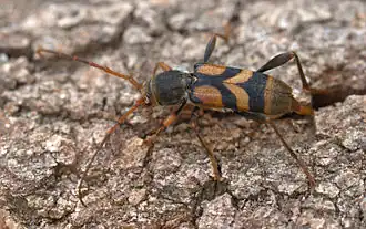 Aridaeus thoracicus