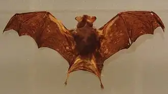 Espécime embalsamado do Museu Nacional de Ciência do Japão