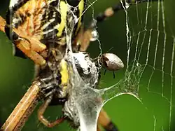 Kleptoparasite feeding on garden spider prey - Flickr - treegrow