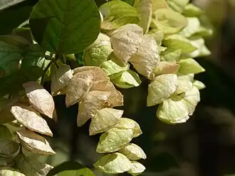 Flemingia strobilifera