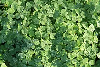Folhagem de Oxalis tuberosa.