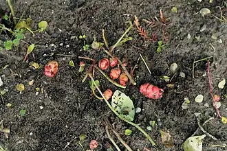 Tubérculos de Oxalis tuberosa no solo.