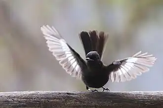 Knipolegus aterrimus