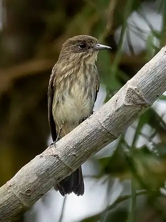 Maria-preta-ribeirinha, fêmea