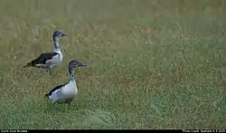 Duas fêmeas da espécie em um gramado