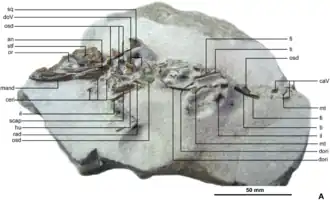 Espécime-tipo de Knoetschkesuchus langenbergensis