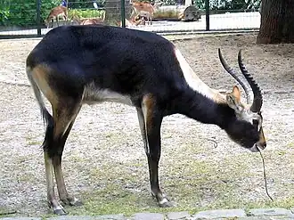 Cobo-do-nilo em cativeiro