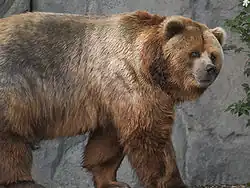 Ursus arctos middlendorffi — Urso-de-kodiak
