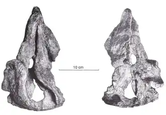 Vistas superior (esquerda) e inferior (direita) do crânio