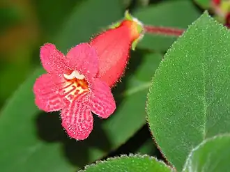 Kohleria sp