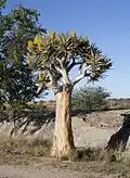 A planta durante a florada no Parque Nacional de Augrabies, África do Sul.