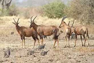 Damaliscus lunatus korrigum no Parque Nacional Waza, no norte de Camarões