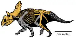 Diagrama de um esqueleto de dinossauro com quatro patas